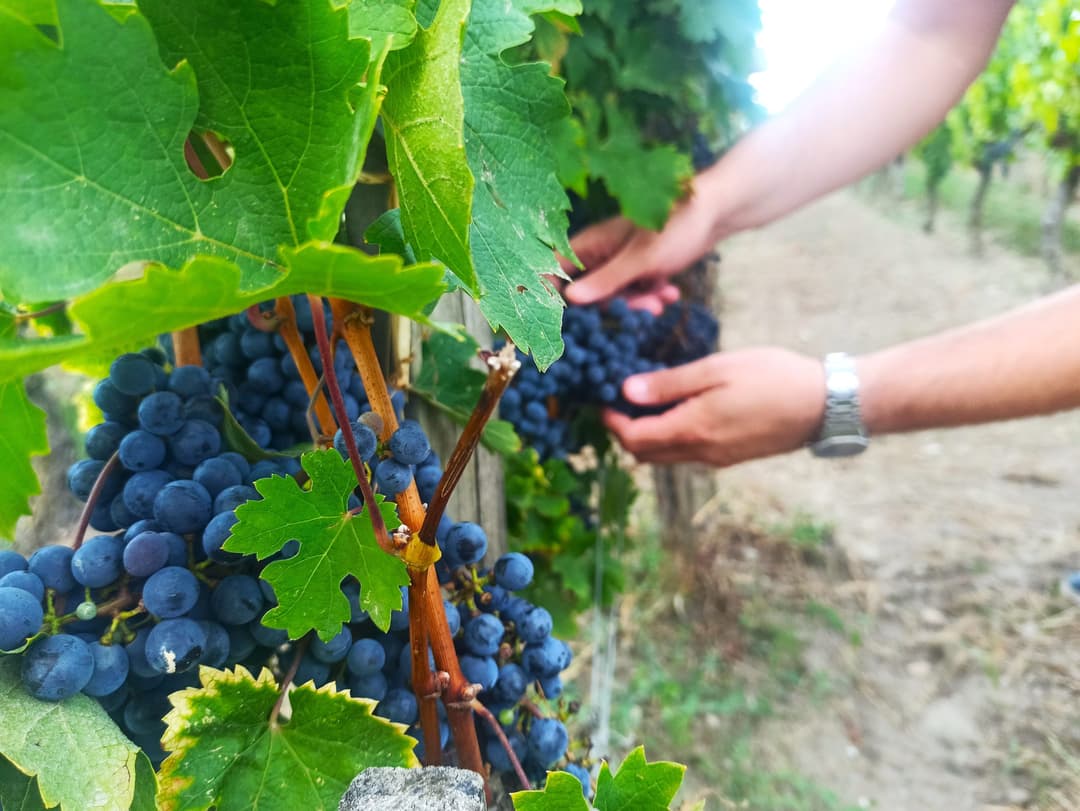 Bordeaux Wine Uncovered